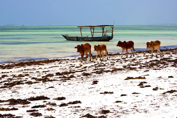 Vaca costa barco pirague en la laguna azul relax africa — Foto de Stock
