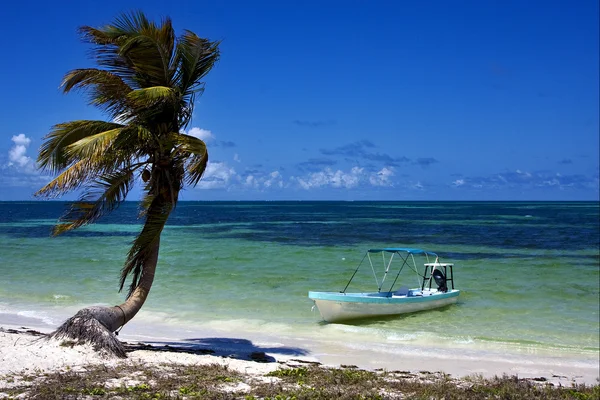 Palm in the blue lagoon and boat of sian kaan in mexico — Stock Photo, Image