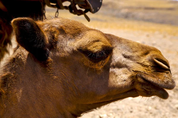 Spagna Africa cucciolo marrone morso di dromedario nella lanza vulcanica — Foto Stock