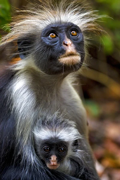 Chlupatá opice a její štěně v Africe zanzibar jozany lesa — Stock fotografie