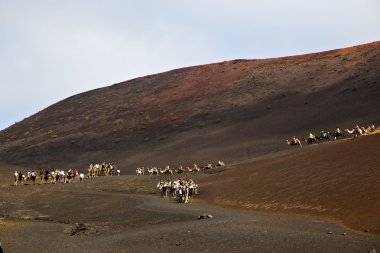 Timanfaya İspanya insanlar Afrika açık kahverengi dromedary