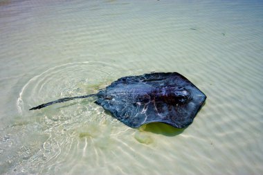 cins balık blue lagoon içinde Meksika sakin ol.