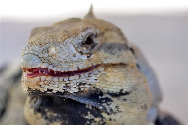 Lado medo de Varanus méxico — Fotografia de Stock