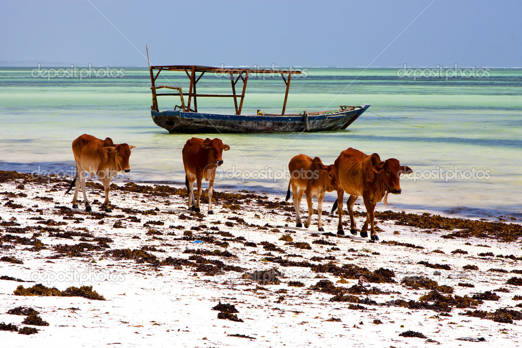 cow costline boat pirague in the blue lagoon relax of zanzibar