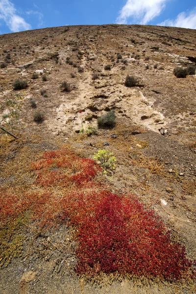 Bloem bush timanfaya in los lanzarote Spanje — Stockfoto