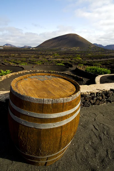 Grapes wall crops cultivation barrel — Stock Photo, Image