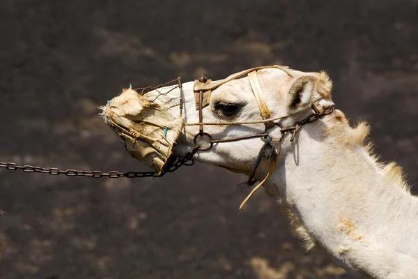 Africa brown dromedary lanzarote spain — Stock Photo, Image