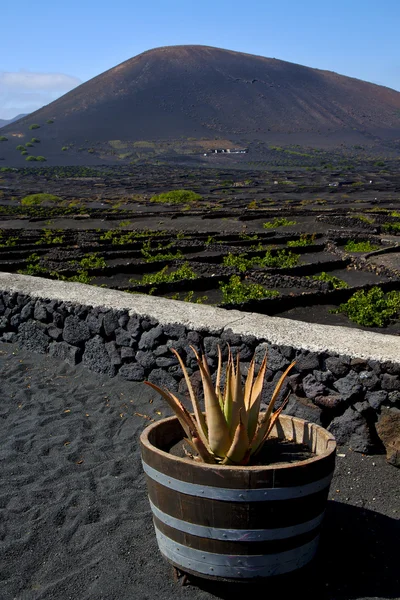 Cactus wijnbouw producent lanzarote — Stockfoto