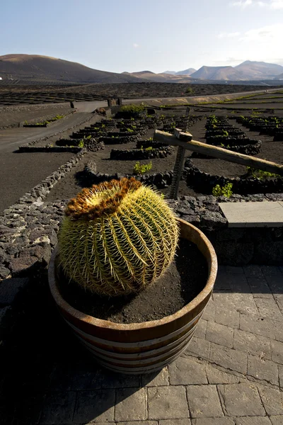 Cactus muur druiven teelt — Stockfoto