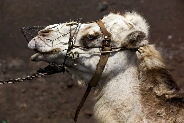 Mordida dromedária marrom na timanfaya vulcânica — Fotografia de Stock