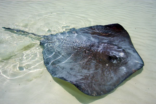 Vissen in de blauwe lagune ontspannen van sian kaan mexico — Stockfoto