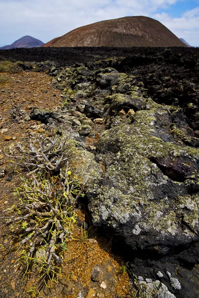 Arbusto de flores timanfaya en los volcanes roca volcánica — Foto de Stock