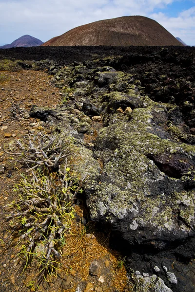 Çiçek bush timanfaya los volcanes volkanik kaya — Stok fotoğraf