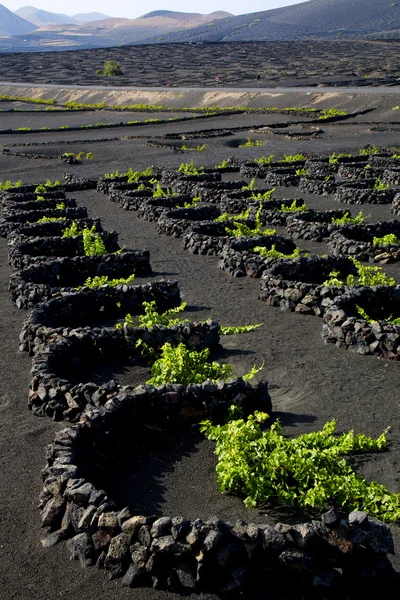 Lanzarote Spanje la geria wijnstok schroef — Stockfoto