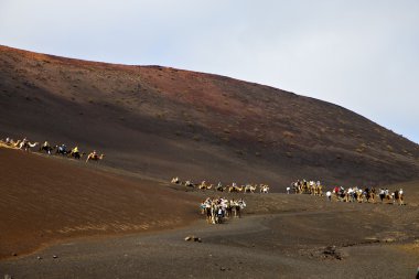 Timanfaya Afrika açık kahverengi dromedary insanlar