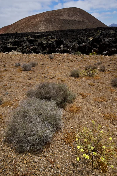 Timanfaya vulkaniskt Spanien växt blomma bush — Stockfoto