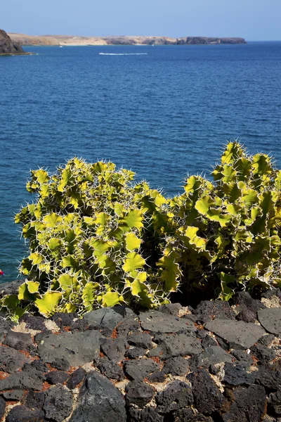 Cactus lanzarote in spain musk water yacht boat and summer — Stock Photo, Image