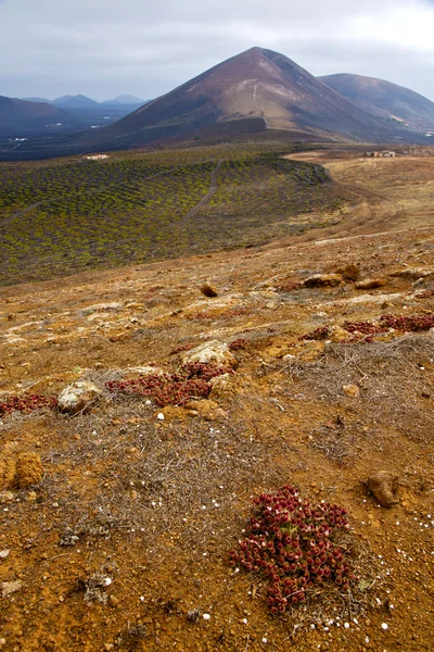 Çiçek ev bağcılık şarapçılık lanzarote s — Stok fotoğraf