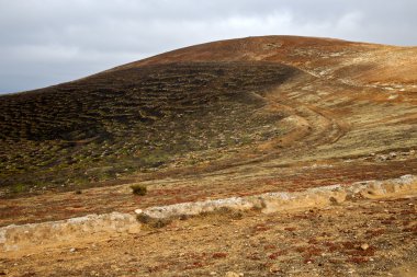 İspanya la geria asma üzüm bitkileri duvar