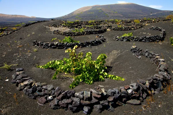 Vinícola viticultura lanzarote — Fotografia de Stock