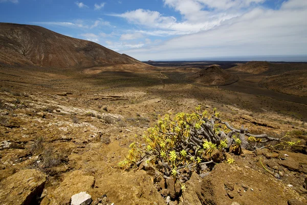 Timanfaya vulcanica spagna pianta fiore — Foto Stock
