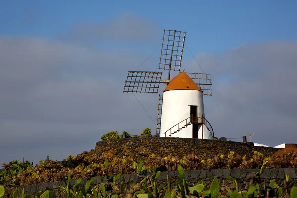 Cactus väderkvarnar Afrika Spanien och himlen — Stockfoto