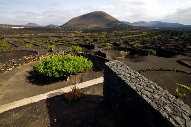 ekimi ev bağcılık lanzarote İspanya geria vida