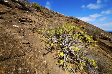çiçek bush timanfaya volkanik taş gökyüzü yaz İspanya planı
