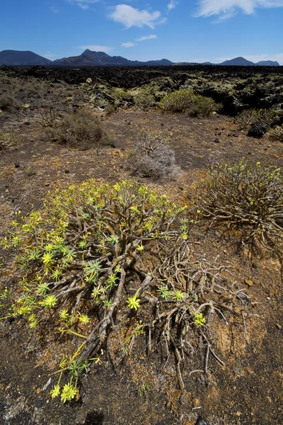 Цветочный куст timanfaya холм и летнее растение lanzarote испанский — стоковое фото