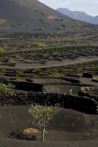 Teelt wijnbouw producent lanzarote — Stockfoto