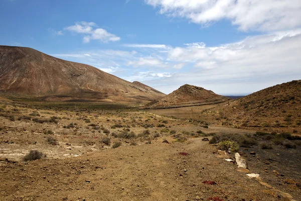 Buisson de plantes de fleurs dans los volcans colline et été lanzaro — Photo