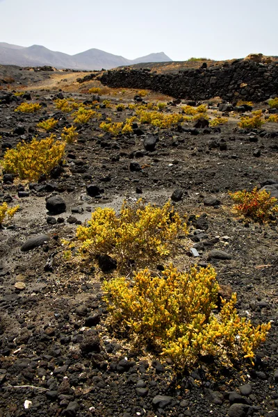 植物花岩石材天空山和夏兰萨罗特岛 — 图库照片