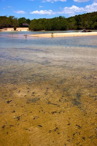 Pond river blue lagoon and bush iranja — Stock Photo, Image