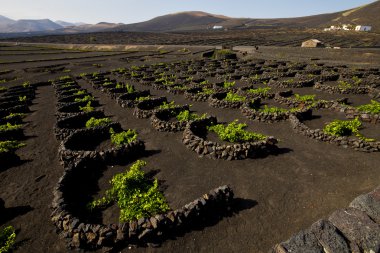 ekimi ev bağcılık şarapçılık lanzarote asma vida üzüm