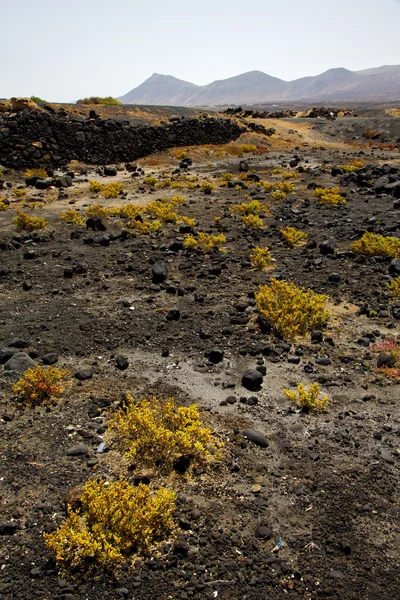 Pianta cespuglio di fiori timanfaya in los vulcani roccia vulcanica — Foto Stock