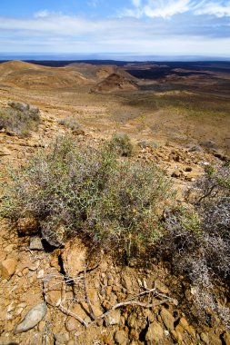 Bush volkanik taş taş İspanya bitki çiçek