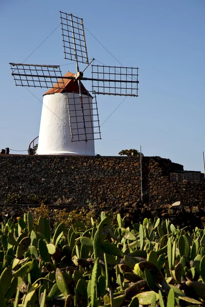Cacto moinhos de vento áfrica céu — Fotografia de Stock