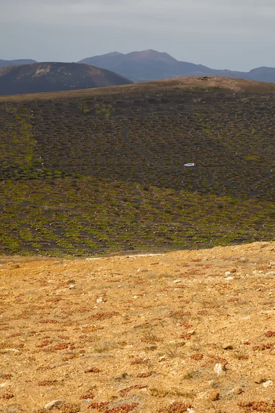 Azienda vinicola auto lanzarote — Foto Stock