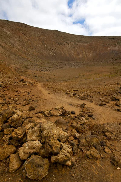 木植物布什帝曼法雅火山岩石兰萨罗特岛 — 图库照片