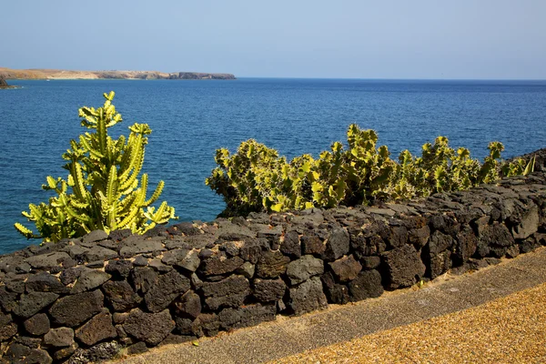 Cactus kustlijn strand water jacht boot zomer — Stockfoto