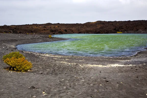 植物石大西洋岩石海岸线和夏天 — 图库照片