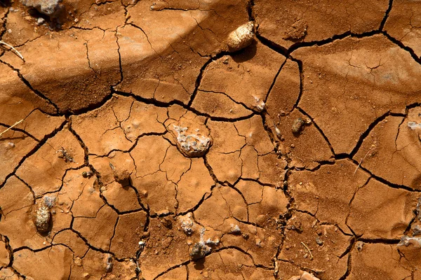 Ramo di legno lanzarote spagna texture astratta — Foto Stock