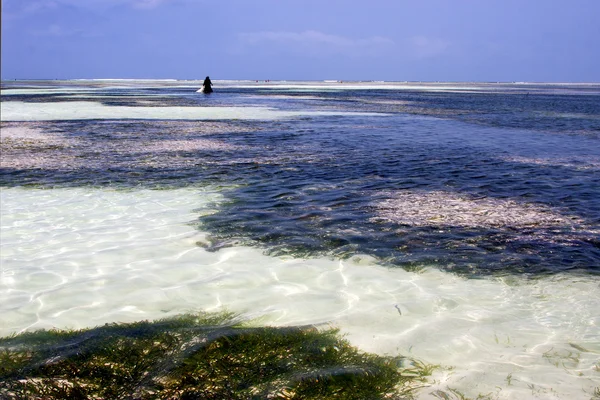 在蓝色的礁湖中的海藻放松的桑给巴尔非洲 — 图库照片