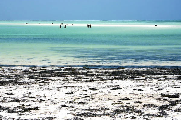 Personas y algas marinas la laguna azul de zanzíbar África — Foto de Stock