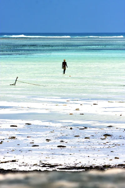 Ludzie i wodorostów w błękitne laguny relaks zanzibar Afryki — Zdjęcie stockowe