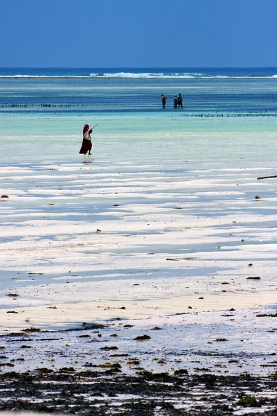 Insanlar yosun mavi lagün sakin zanzibar Afrika'nın — Stok fotoğraf