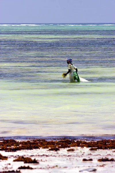 Ve deniz yosunu mavi lagün sakin zanzibar Afrika'nın — Stok fotoğraf