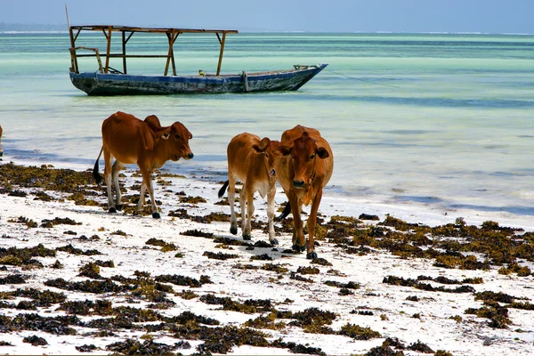 Vaca africana costa barco pirague en la laguna azul relax za — Foto de Stock