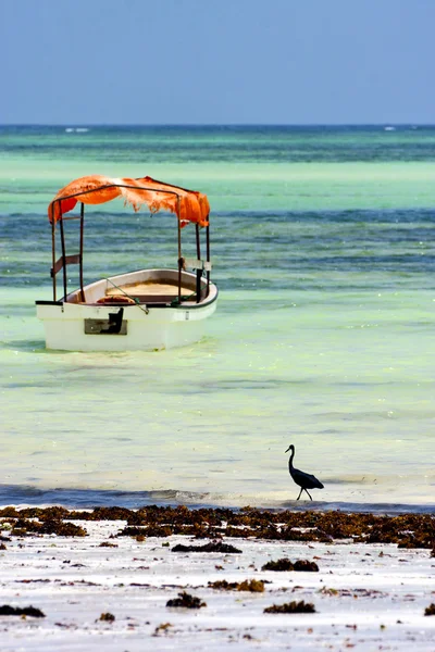 Boot pirague vogel in de Zanzibar Afrika kustlijn — Stockfoto