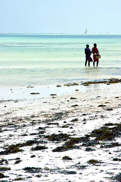 人和海藻的礁湖放松桑给巴尔非洲 — 图库照片